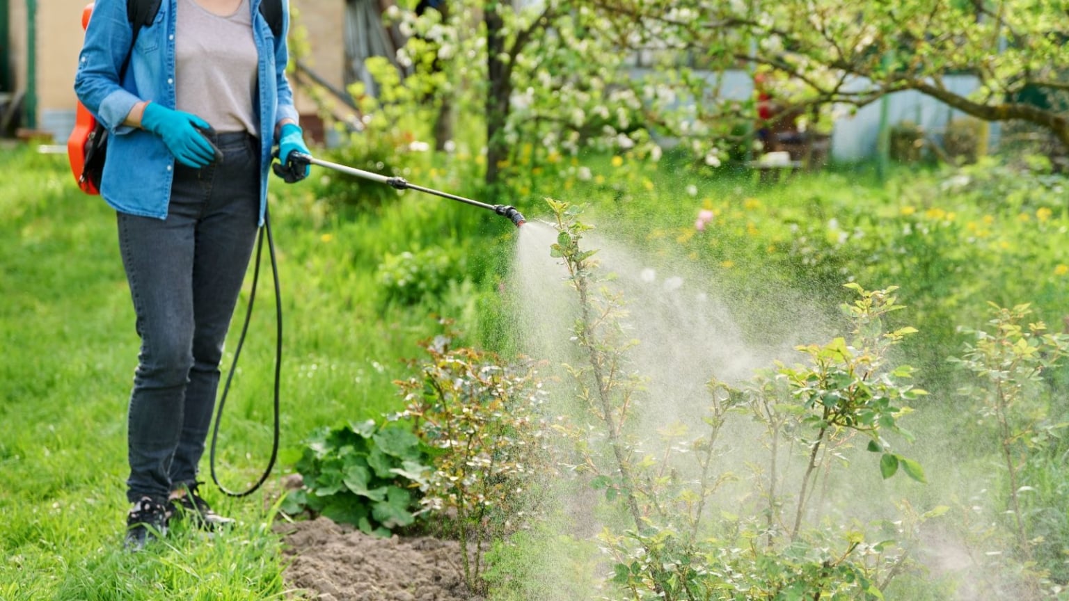 Sulfur Plant Fungicide How To Use
