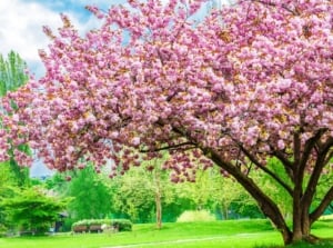 A shot of a single large sapling covered in vibrant pink colored flowers, showcasing one of many flowering trees