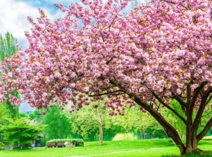 A shot of a single large sapling covered in vibrant pink colored flowers, showcasing one of many flowering trees