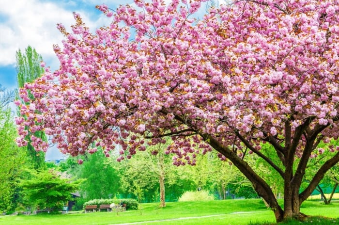 A shot of a single large sapling covered in vibrant pink colored flowers, showcasing one of many flowering trees