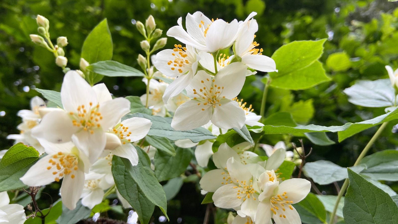 thumbnail image 2 of 20 Confederate White Jasmine Seeds – Rare Flowering Exotic Climber Vine Bush USA 2 of 5