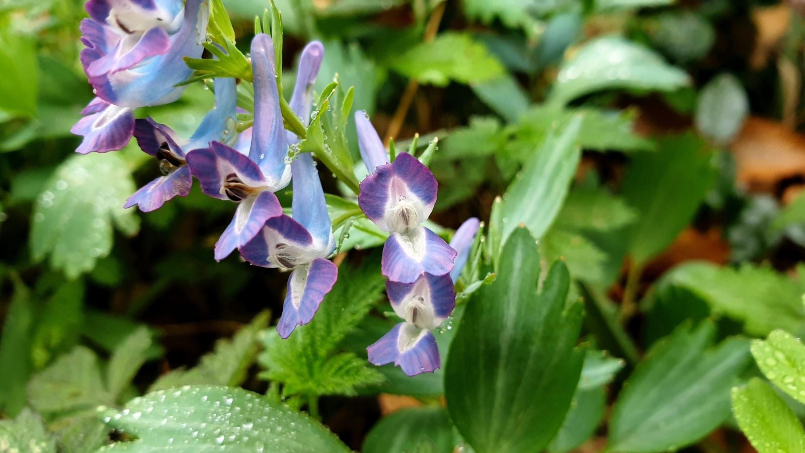 A lovely Corydalis yanhusuo plant with dainty and delicate blues having  pale blue, purple and pink hues