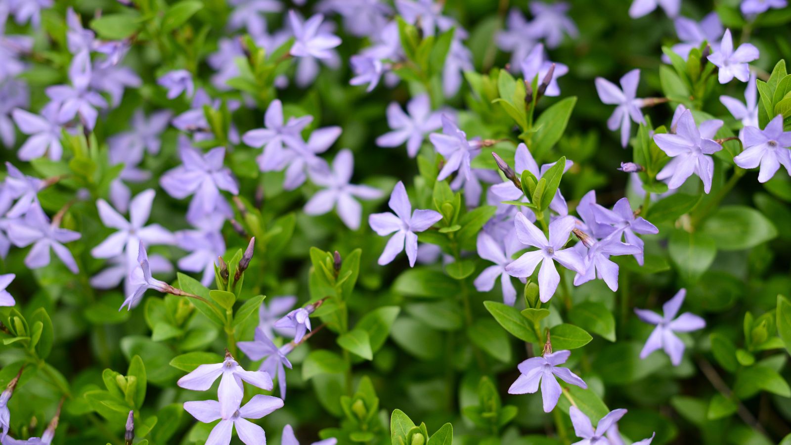 A composition of small lilac-colored flowers alongside green leaves on stems of the Vinca minor, all sitauted in a well lit area