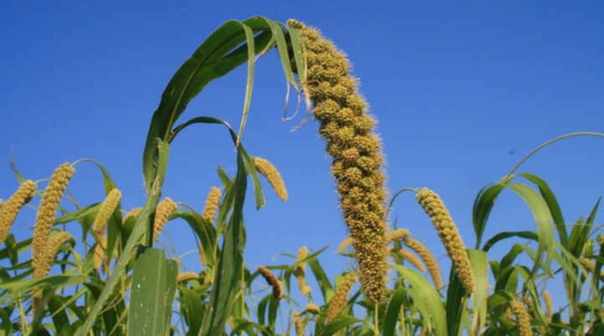 Millet Plant Tips Growing Millets As Grain Epic Gardening