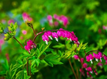 One of the shade perennials zone 6, appearing to have rows of blooms dangling from the stems
