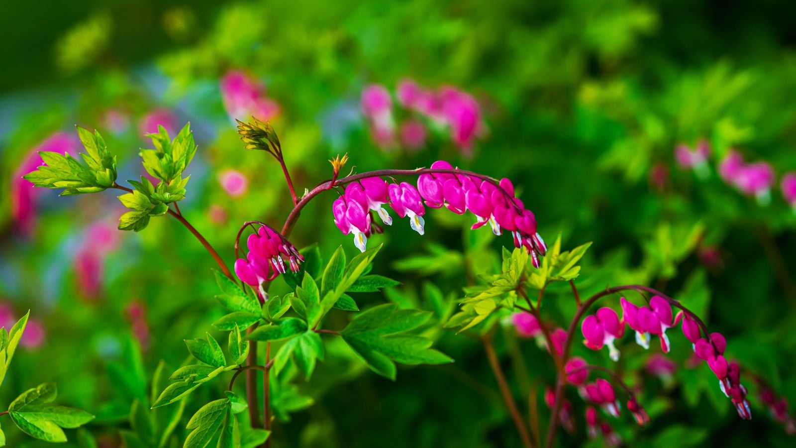 One of the shade perennials zone 6, appearing to have rows of blooms dangling from the stems