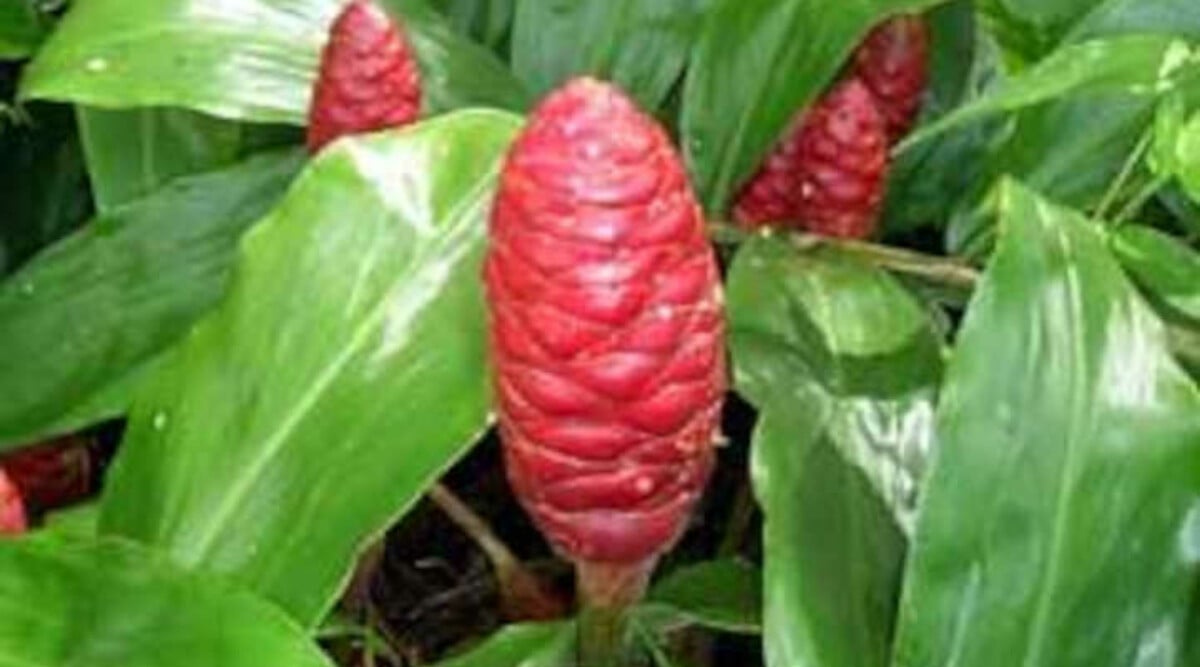 Shampoo Ginger Plant: 'Awapuhi Kuahiwi - Epic Gardening