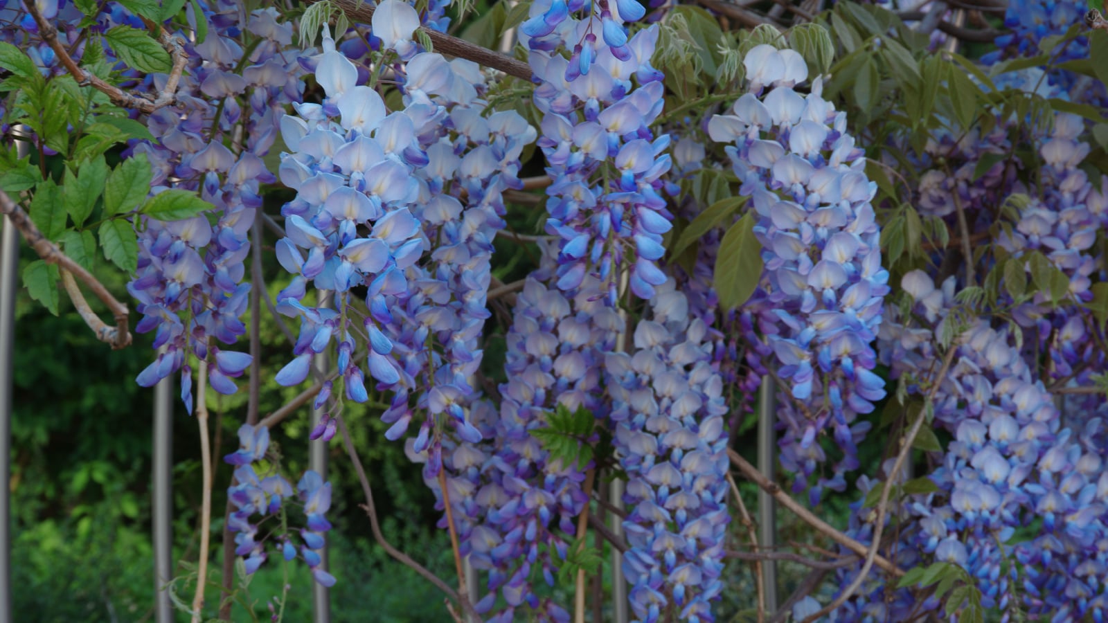 A close-up view of a cluster of dangling cerulean colored blooms on branches of the Blue Chinese Wisteria