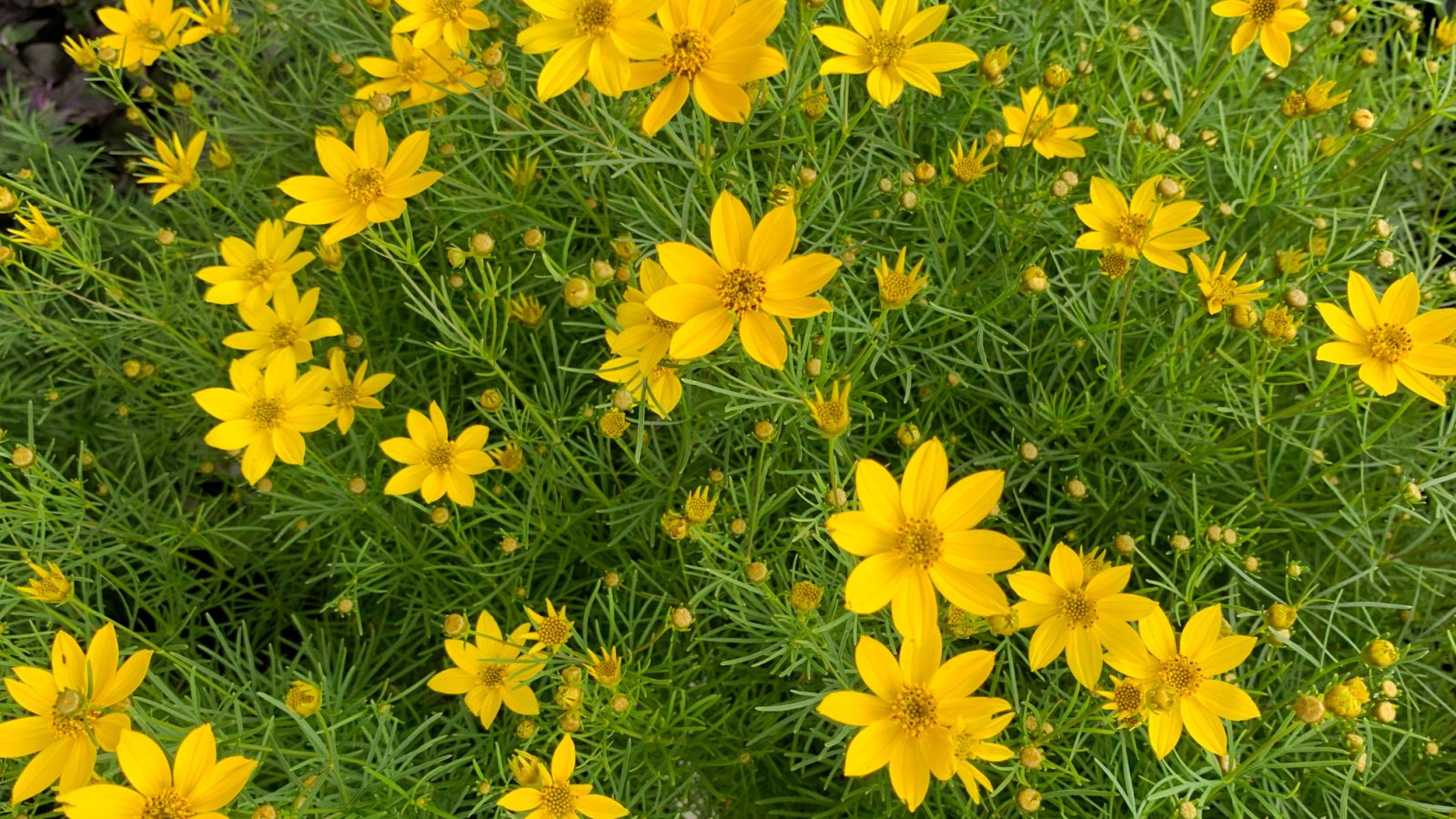 A close-up shot of a small composition of yellow blooms on green slender stems of the Coreopsis palmata