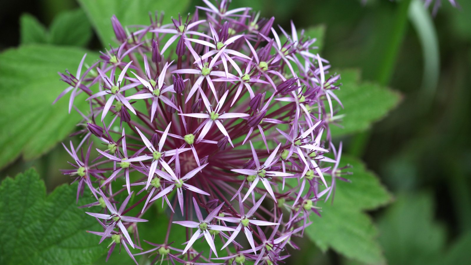A close-up shot of globular clusters of pink colored blooms of the Allium cristophii