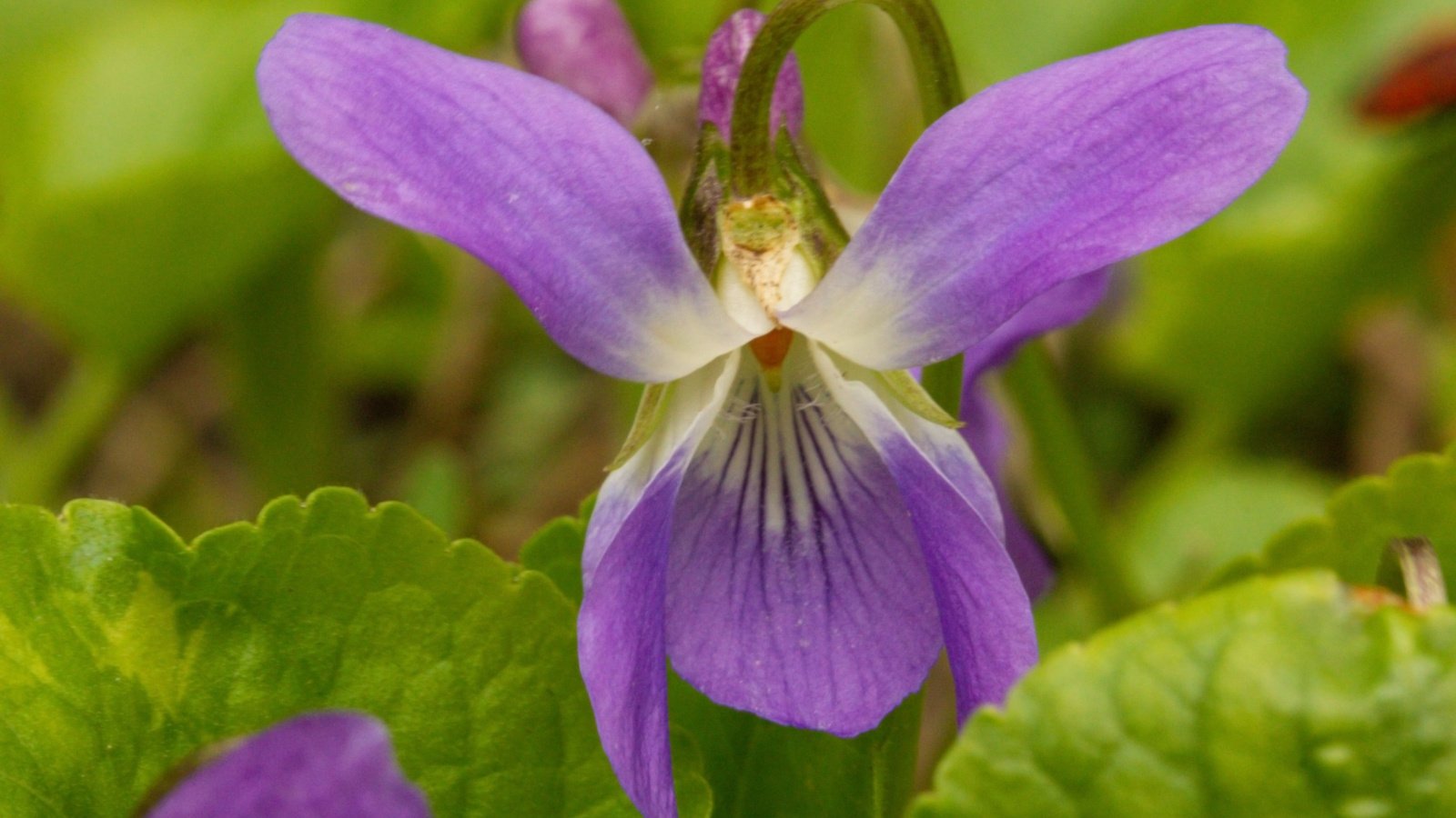 A close-up shot of a single lavender colored blooms with an orange center, sitting on top of a slender stem of the Viola Pedatifida
