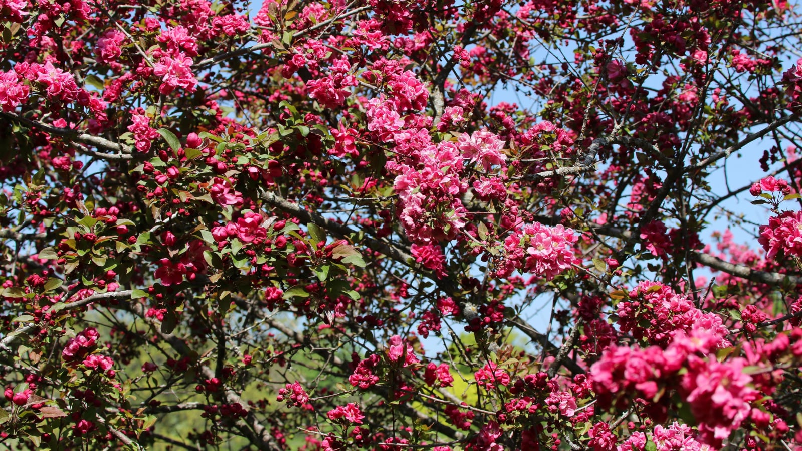A wide shot of a composition of tiny, bright pink star-shaped flowers blooming on branches of the Profusion Crabapple