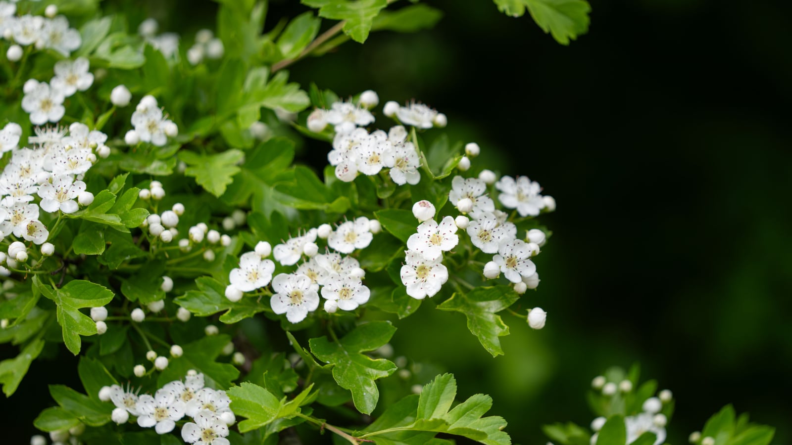 A shot of a small composition of delicate small, white flowers forming on branches of the Washington Hawthorn