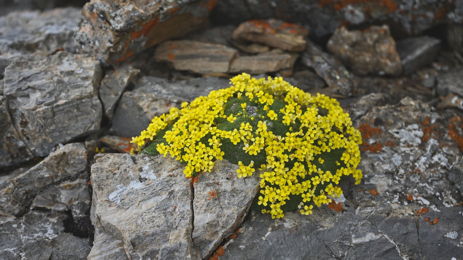 A close-up and overhead shot of dainty yellow blooms alongside small green leaves of the Draba rigida