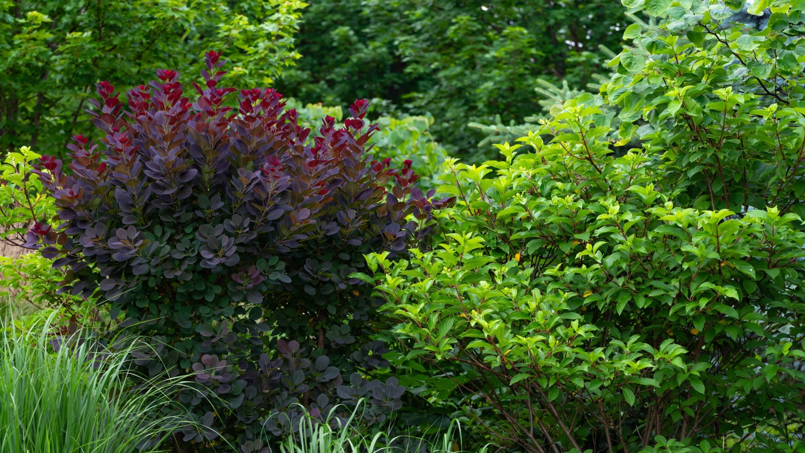 A wide shot of a Royal Purple smoke tree situated in a garden, with its cloud-like plumes of flowers alongside deep purple and crimson leaves