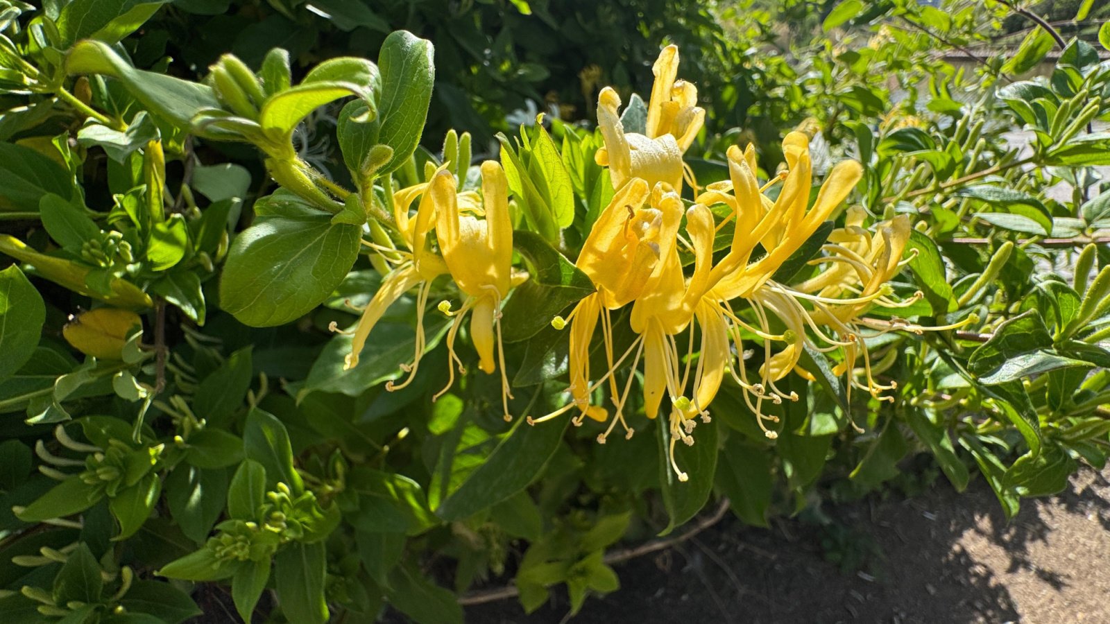Yellow flowers and green leaves of flowering honeysuckle Lonicera periclymenum ivy. Lonicera periclymenum, common names honeysuckle, European honeysuckle or forest honeysuckle. Close-up.
