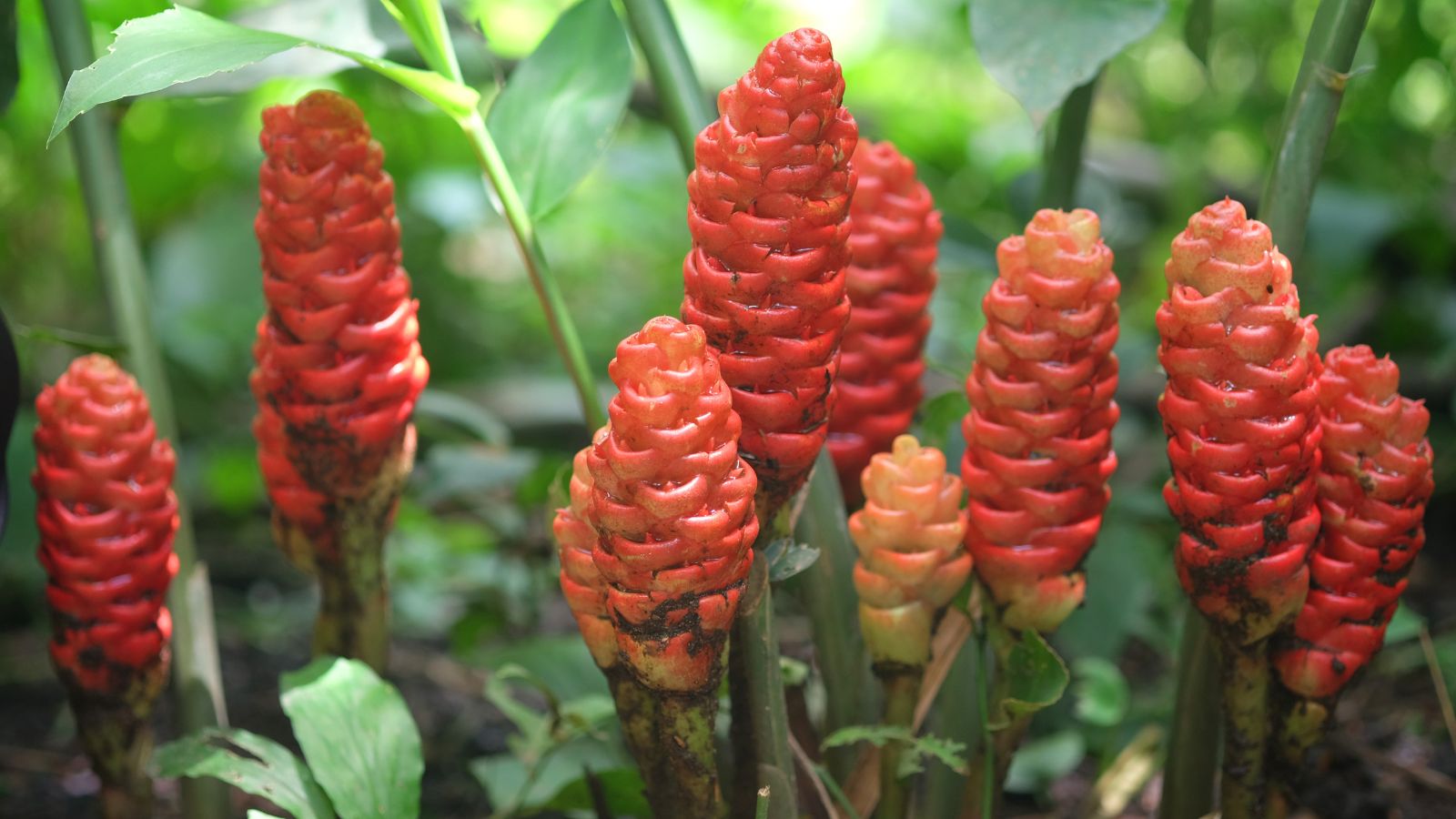 Flowers of the Zingiber zerumbet having a vibrant red color looking damp, surrounded by greens in a shady area