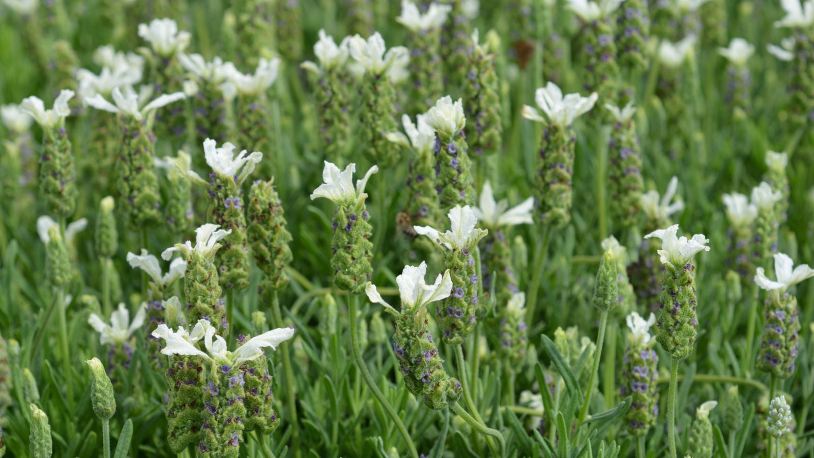 An area covered in ‘Ballerina’ stems with white and dainty petals attached to green stems