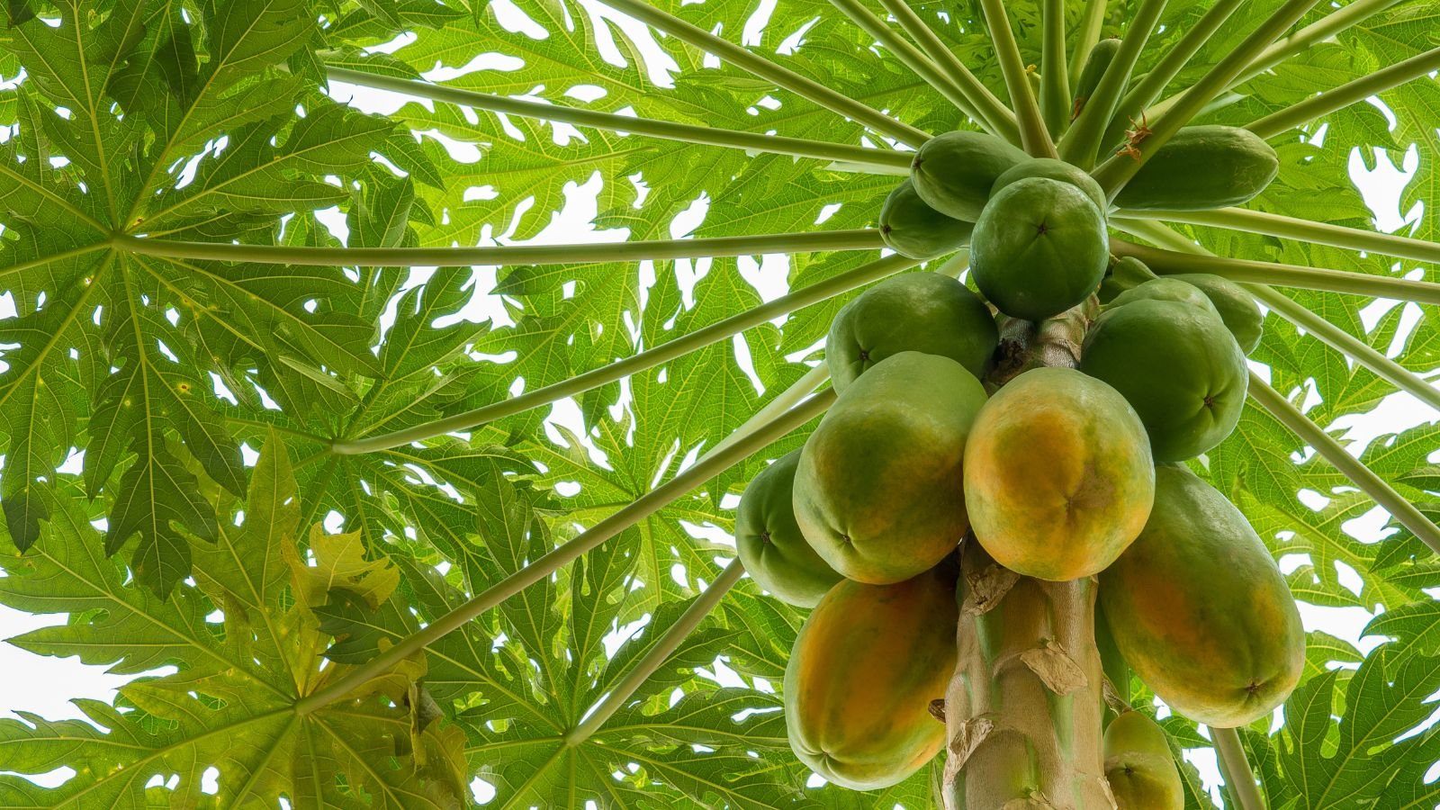 A base-angle shot of a fruit bearing sapling, showcasing its green colored fruits and leaves