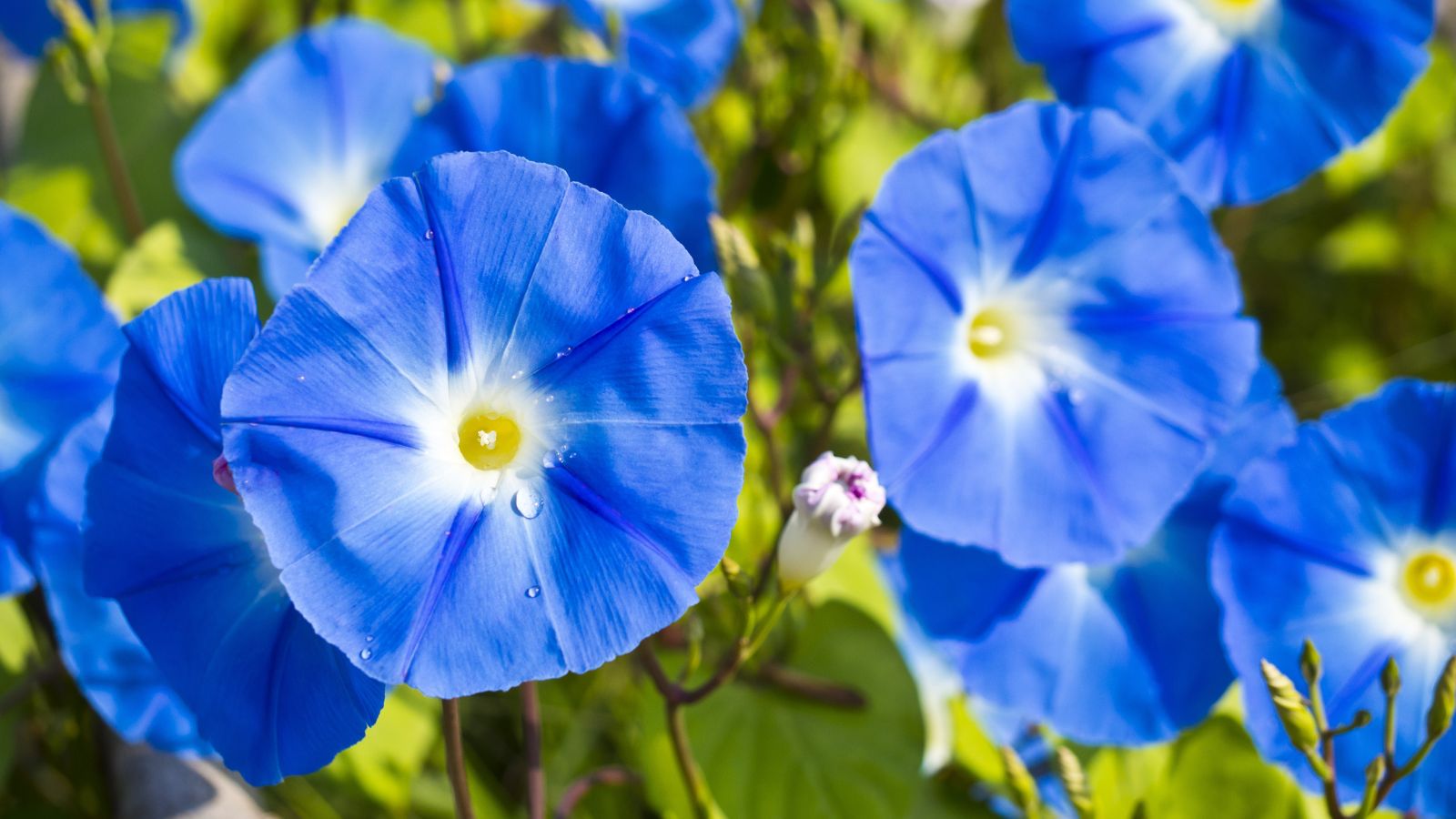 A bush with one of the lovely morning glory varieties appearing to have dainty blue petals