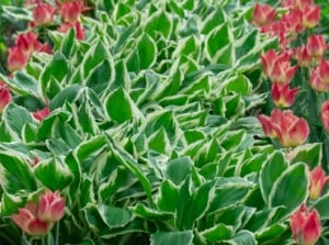 A close-up and overhead shot of a composition of leaves with creamy-white edges alongside rows of red Tulip flowers, showcasing hosta companions