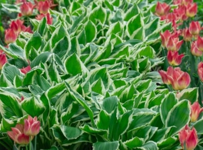 A close-up and overhead shot of a composition of leaves with creamy-white edges alongside rows of red Tulip flowers, showcasing hosta companions