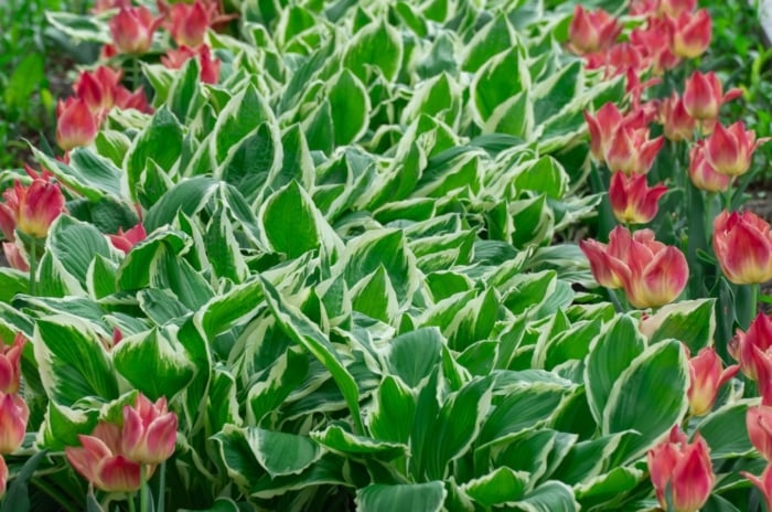 A close-up and overhead shot of a composition of leaves with creamy-white edges alongside rows of red Tulip flowers, showcasing hosta companions