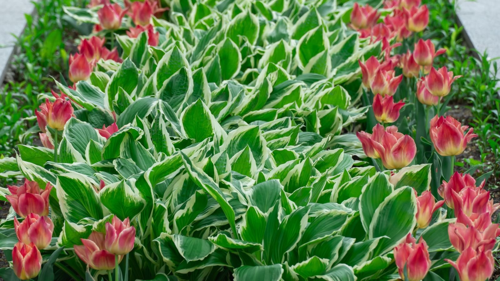 A close-up and overhead shot of a composition of leaves with creamy-white edges alongside rows of red Tulip flowers, showcasing hosta companions