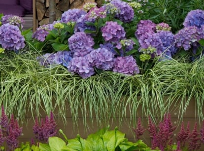 A close-up shot of a composition of vibrant flowers and other green foliage, showcasing hydrangea companion plants