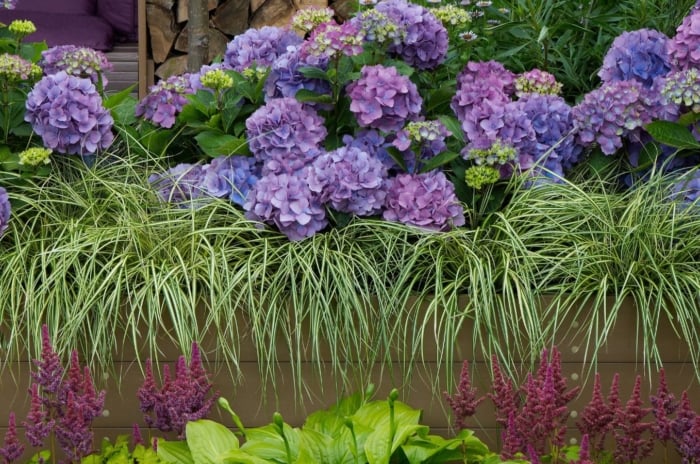 A close-up shot of a composition of vibrant flowers and other green foliage, showcasing hydrangea companion plants