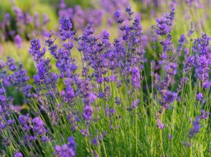 A close-up shot of a composition of vibrant purple colored flowers of an aromatic plant, which showcases if a lavender is an annual or perennial