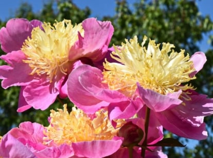 A close-up shot of a small composition of vibrant pink flowers with creamy yellow, spiky centers, showcasing peony varieties