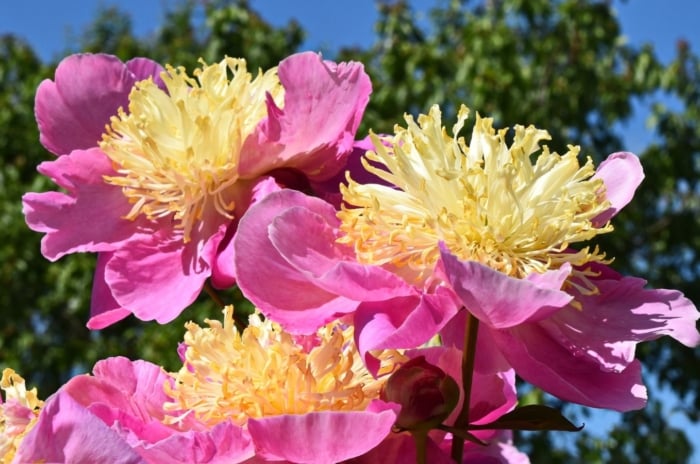 A close-up shot of a small composition of vibrant pink flowers with creamy yellow, spiky centers, showcasing peony varieties