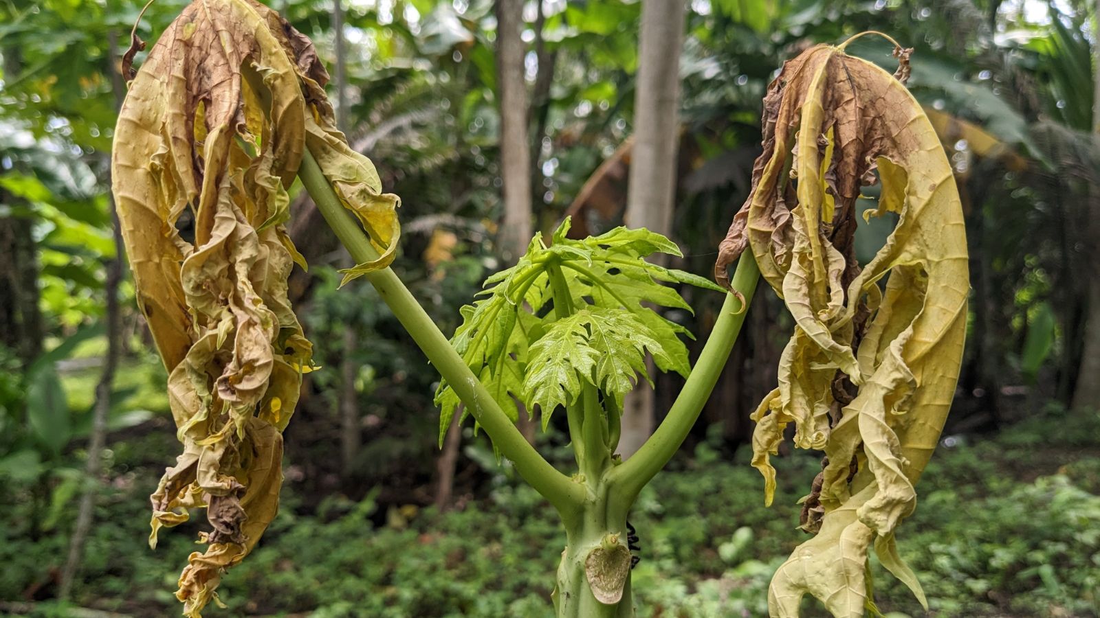 A close-up shot of wither leaves of a fruit bearing plant in a well lit area
