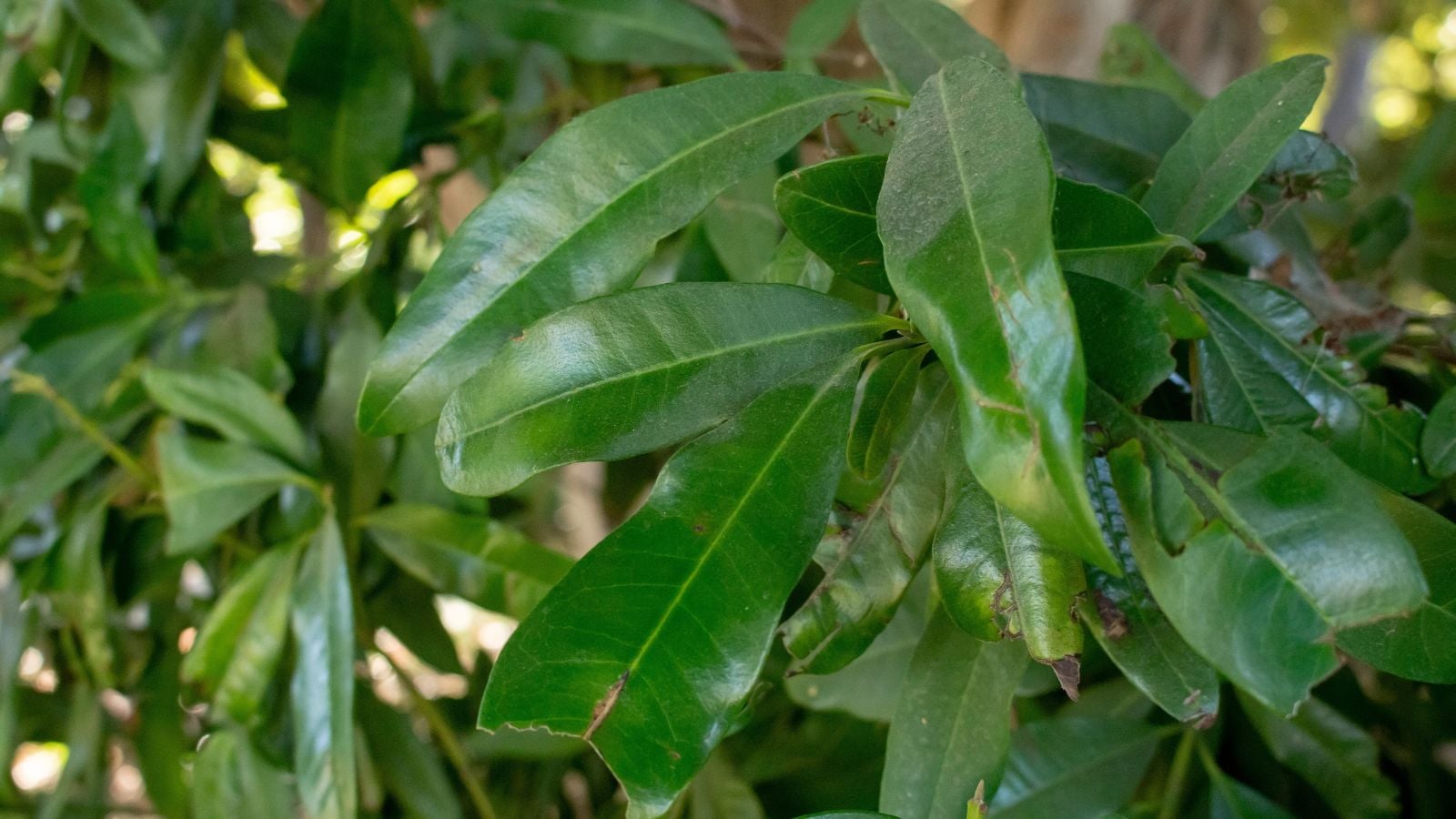 A green Pimenta dioica plant, appearing to have waxy and long leaves looking vibrant under bright light