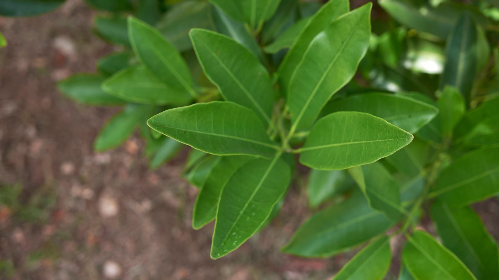 A low-growing Pimenta dioica branch shot from above with the plant appearing to have vibrant green leaves and woody branches