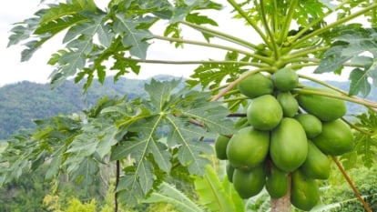 A shot large fruit bearing plants showcasing the fruits and leaves, all placed in a well lit area outdoors
