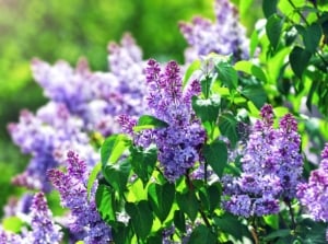 A close-up shot of a composition of clusters of purple colored flowers