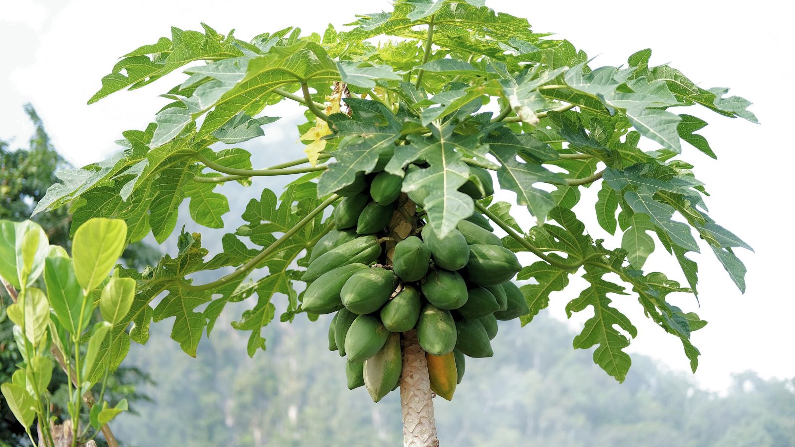 A shot of a developing sapling and its fruits in a well lit area outdoors