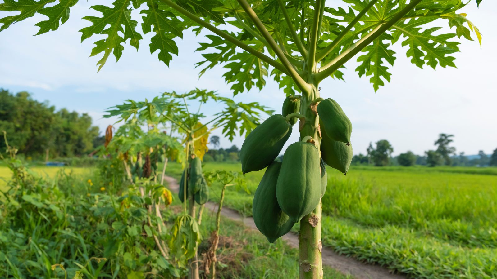 A shot of a developing sapling and its fruits alongside other plants, all placed in a well lit area outdoors