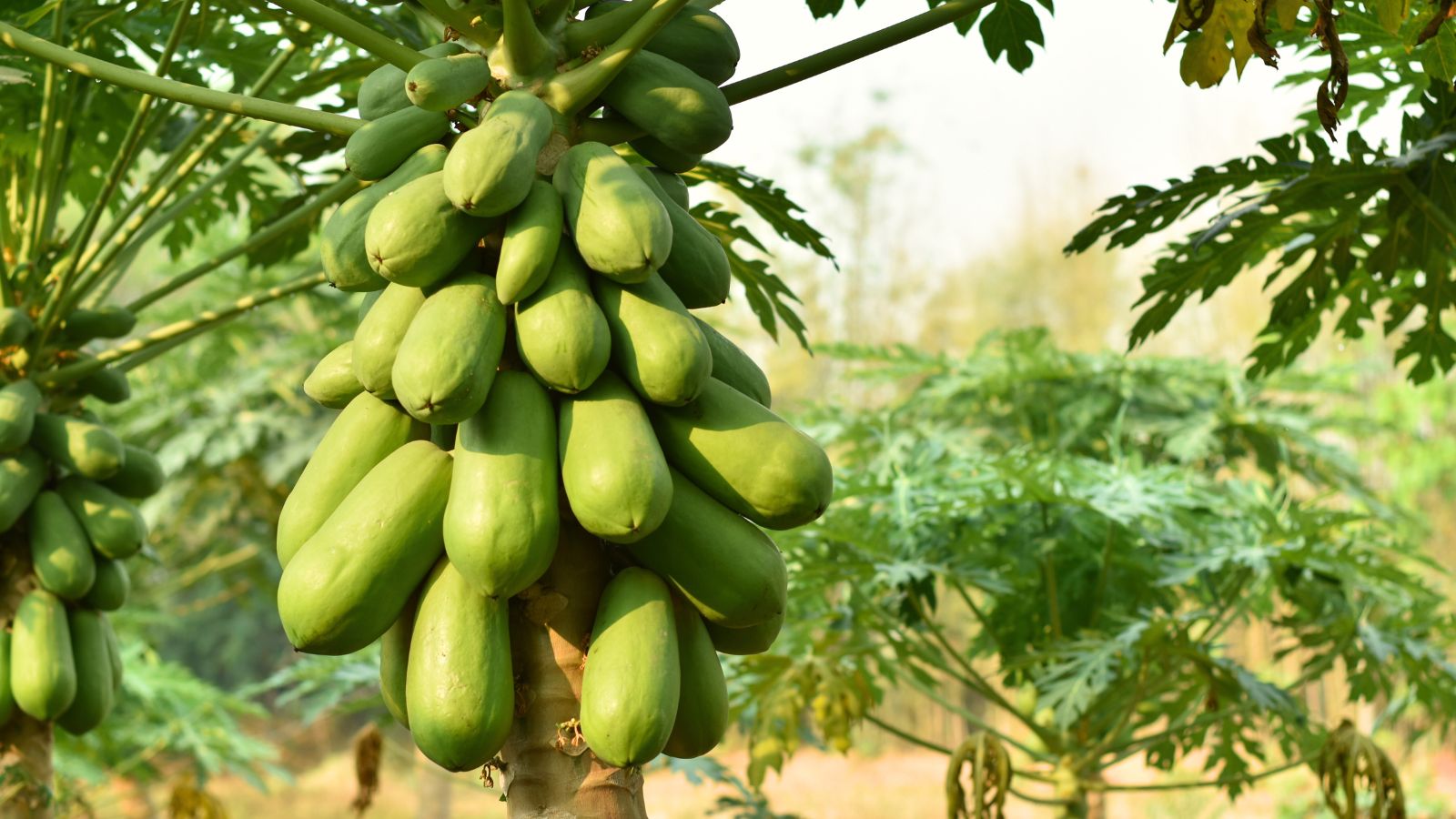 A shot of a fruit bearing plant basking in bright sunlight outdoors