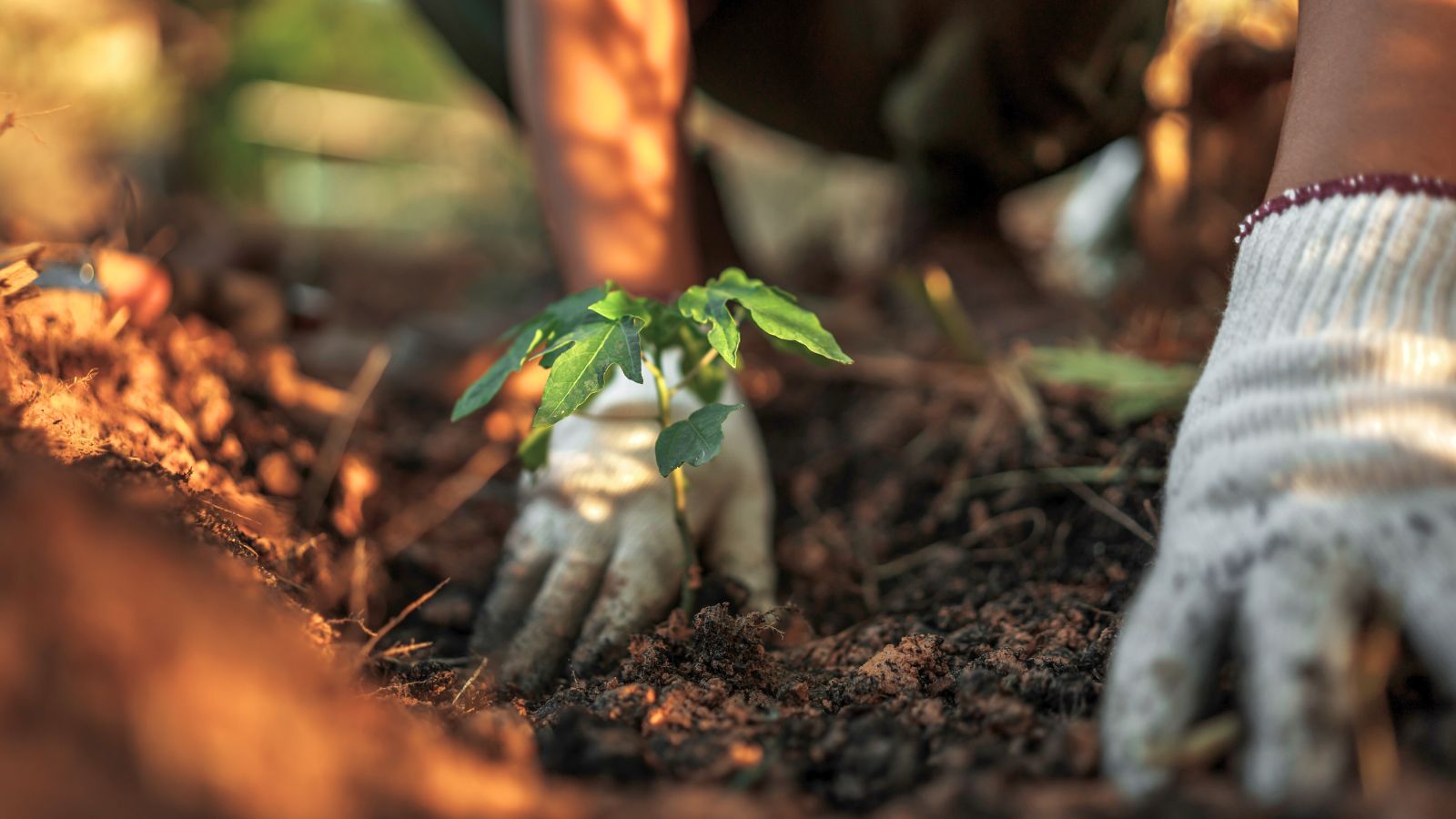 A shot of a person wearing white garden gloves, in the process of planting a developing sapling in a well lit area outdoors
