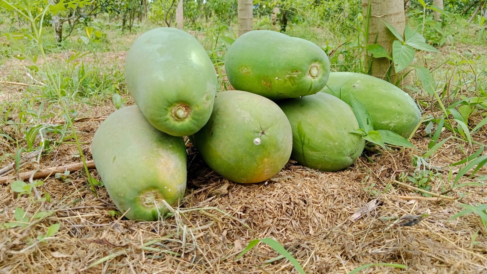 A shot of freshly harvested green colored fruits piled up on each other