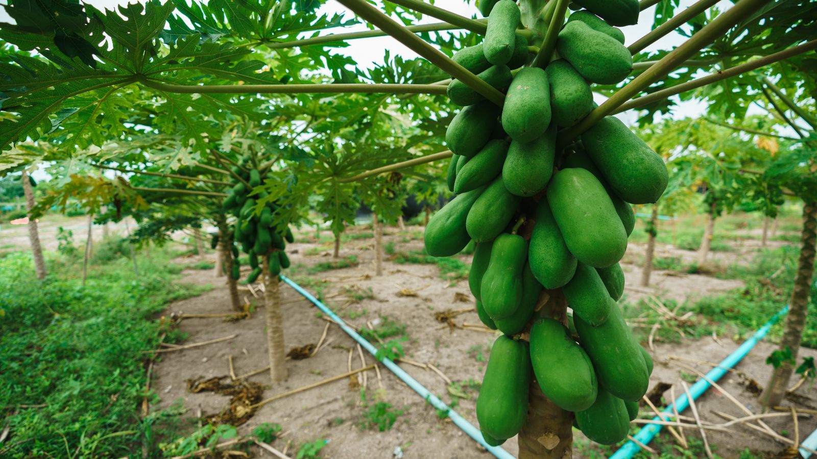 A shot of fruits developing alongside the trunk of a large plant