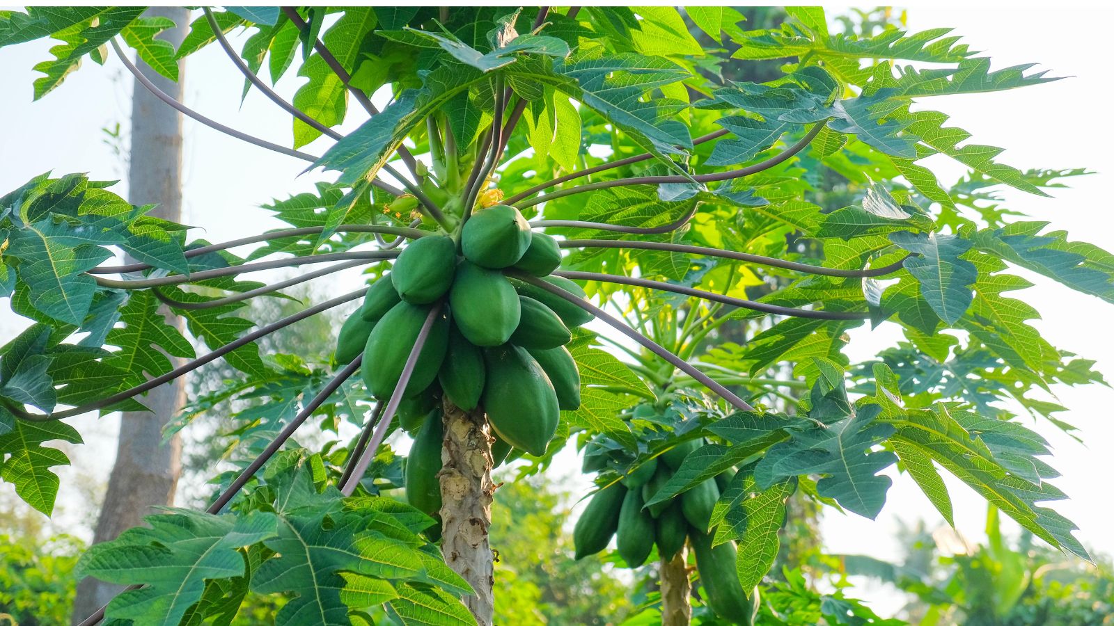 A shot of several developing papaya trees
