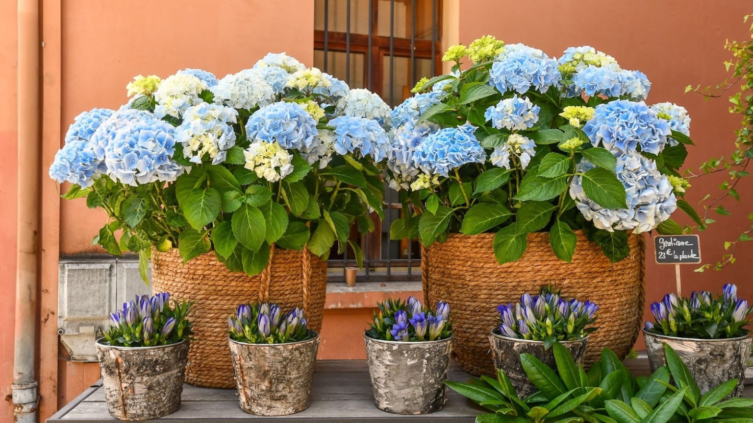 15 Expert Tips for Growing Beautiful Hydrangeas in Containers