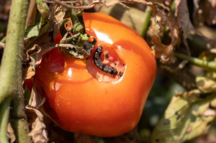 An overhead shot of a red crop infested with a cutworm larvae showcasing tomato pests