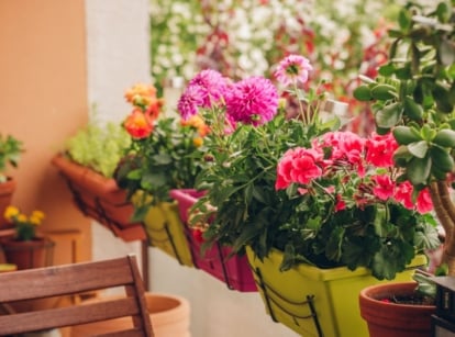 Dahlias in pots hanging on a balcony, appearing to have lovely deep green leaves with other plants nearby