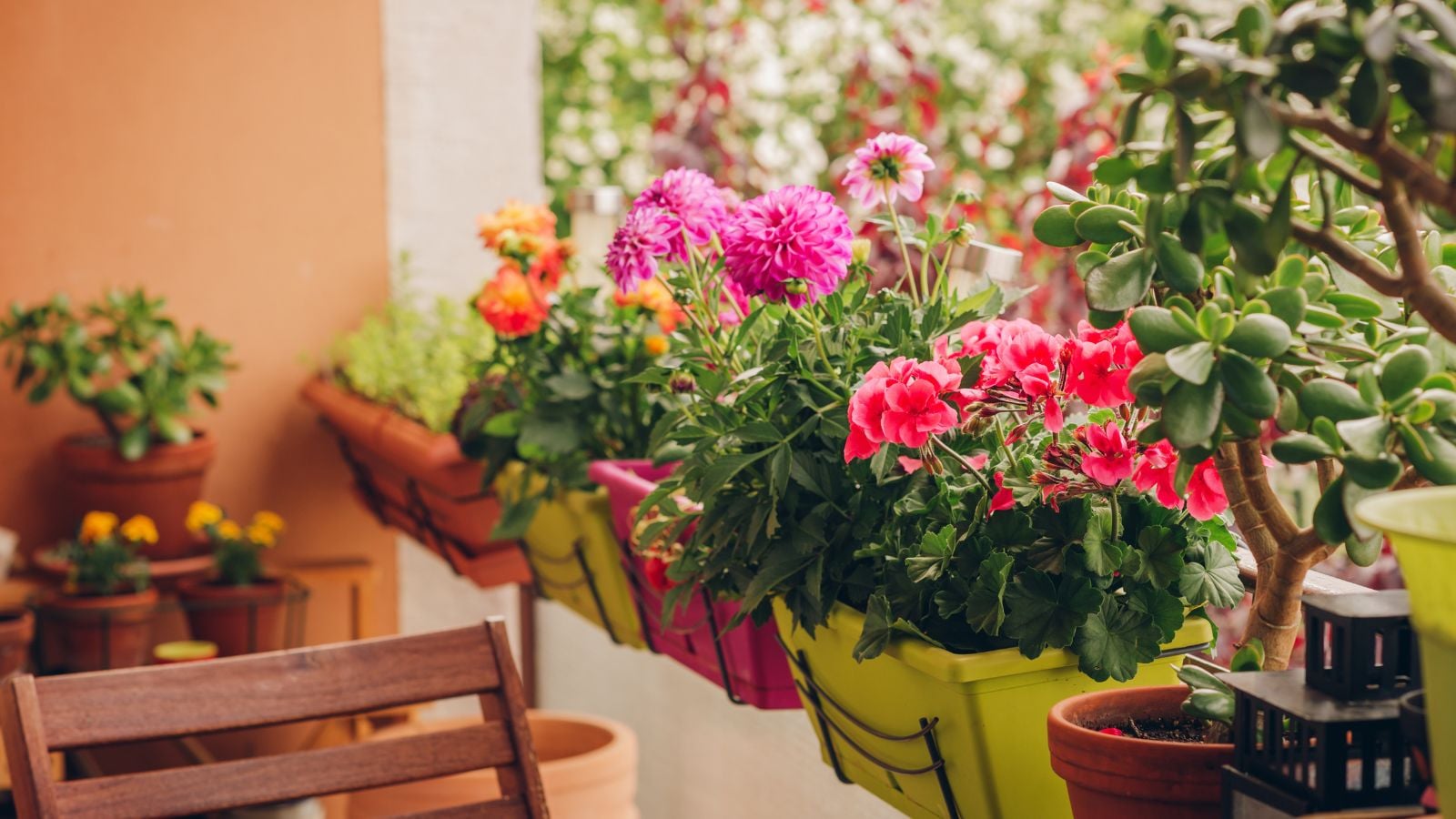 Dahlias in pots hanging on a balcony, appearing to have lovely deep green leaves with other plants nearby