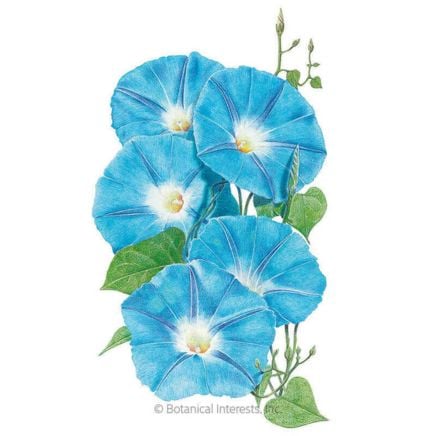 Heavenly Blue Morning Glory
